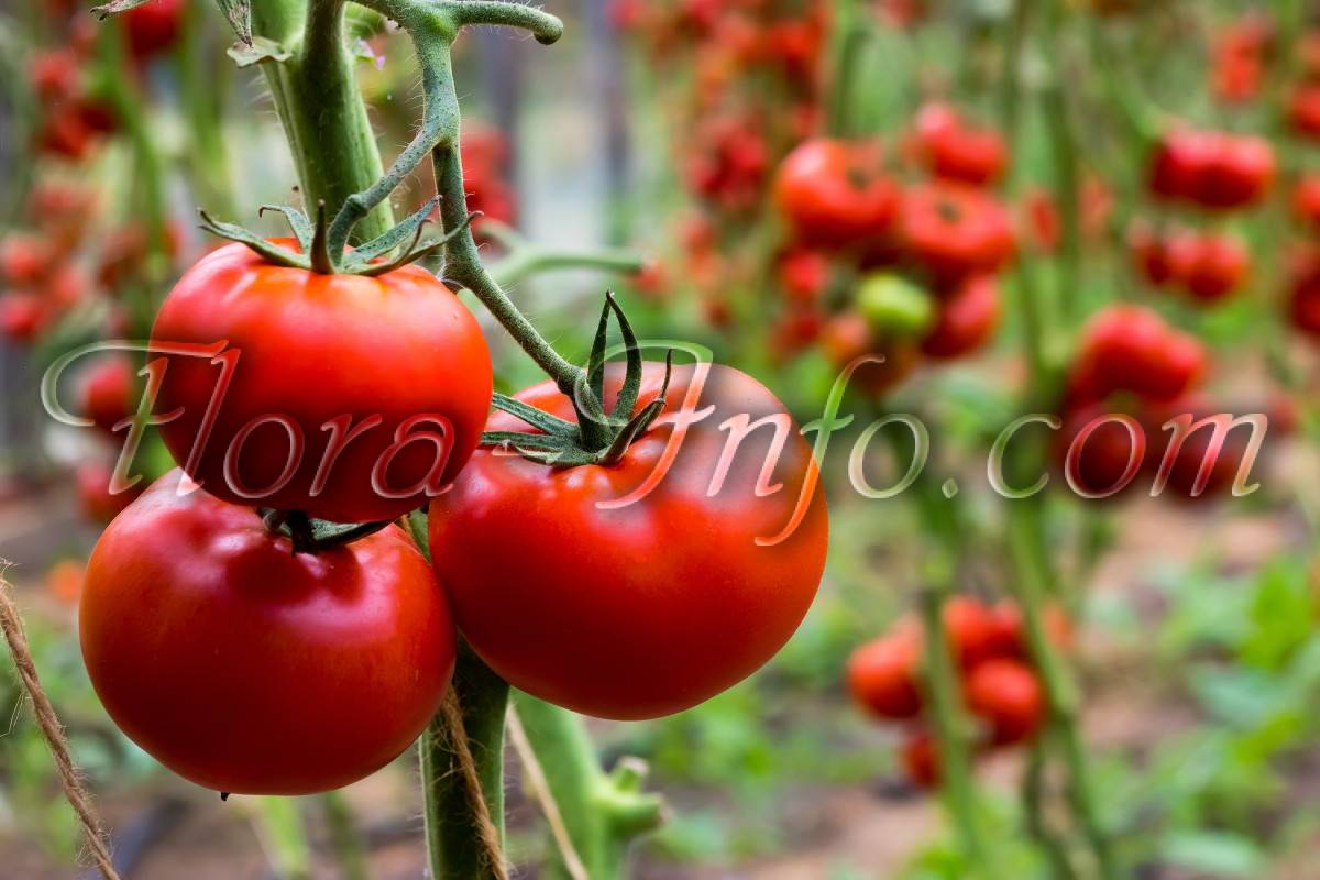 Лучшие сорта-новинки томатов для теплицы и открытого грунта