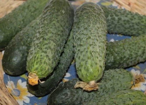 Cucumbers Kibria F1 Rijk Zwaan