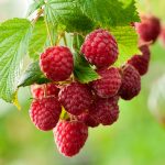 Что делать в малиннике весной