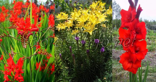 6 луковичных и клубневых цветов для весенней посадки