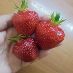 Как и когда подкормить клубнику