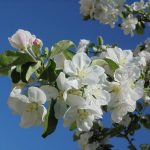 Когда и чем обработать сад весной