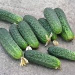 Лучшие сорта огурцов для теплицы