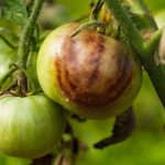 Фитофтора в теплице — методы борьбы
