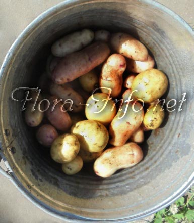 Молодой картофель в мае