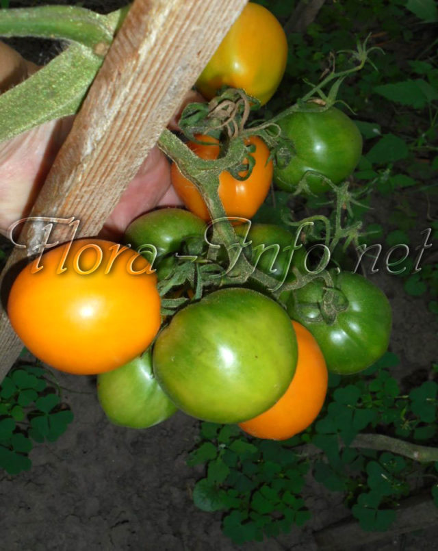Как ускорить дозаривание томатов
