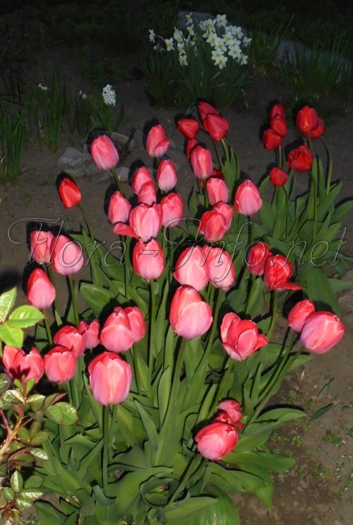 тюльпаны подкормка весной