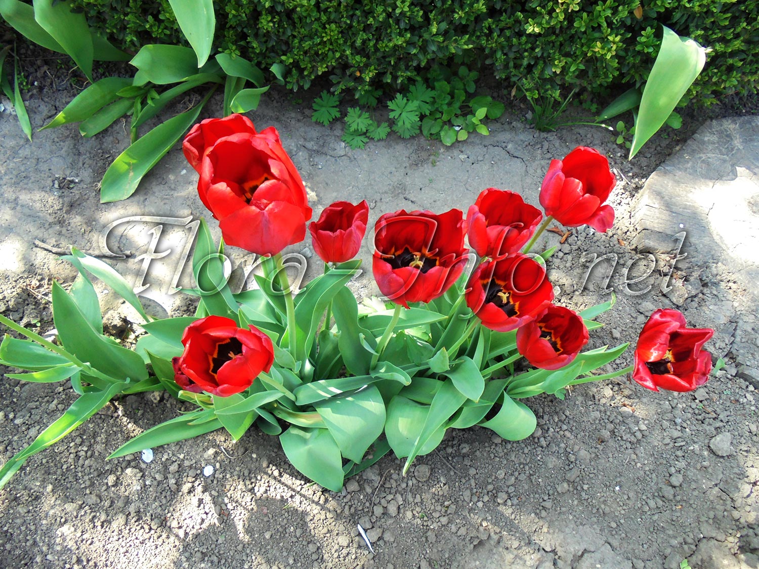 Тюльпаны удобрение для пышного цветения. Как правильно поливать тюльпаны. Чем подкормить тюльпаны весной для пышного цветения
