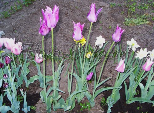 тюльпаны лилиевидные