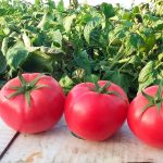 Удобрение и подкормка томатов